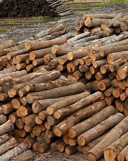 Timber